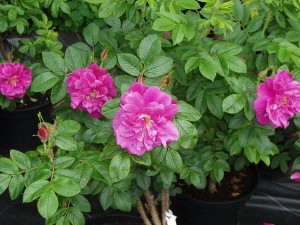 ROSERIE DE LHAIE (rugosa)